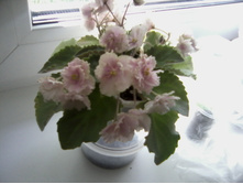 Rob's Antique Rose