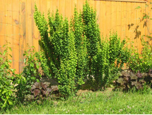 Berberis (��������) thunbergii Erecta - 4,2