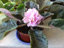 ��-�������� ����