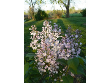 Syringa (������) hyacinthiflora Anabel - 7,8