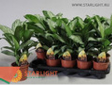 ��������� ����� �������� (45) 595.00