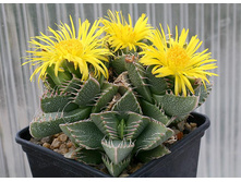Faucaria-1.jpg