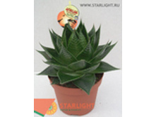 ���� ����� (25) 595.00