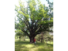 IMG 20160604 150855.jpg