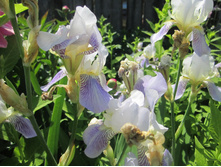 ������ 001.jpg