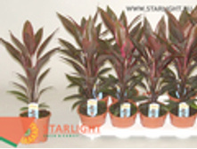 ��������� ����� (45) 345.00