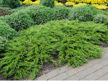 Juniperus (����-�) horizontalis Jade River - 6,1