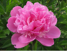 ���� �������. 240