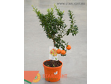 ��������������� (70) 2 995.00