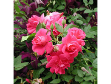 Rosa (����) Captain Samuel Holland C5 - 4,4