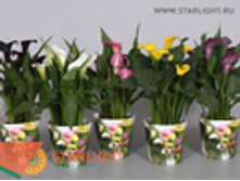 ����� (40) 550.00