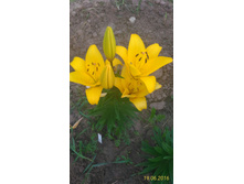 P 20160619 203156 1 p.jpg