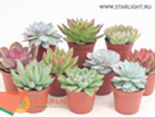 �������� (15) 95.00