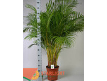 ����� ��������� (170) 4 995.00