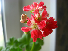 ���� ���������� Pebbles