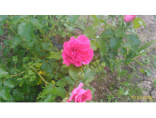 P 20160619 203023 1 p.jpg