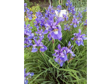 IMG 20160611 131926.jpg