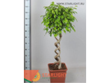 ����� ����� �������� (150) 6 995.00