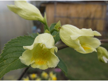 ������� �����������