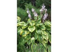 ����� No 4  (�������� ���� )