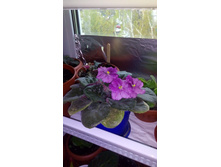 ��������� �����