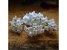 �������� ��������� ������ ������ "����� ������"