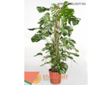 �������� �� ������� ����� (150) 10 500.00