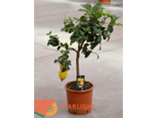 ��������������� ����� (90) 3 995.00