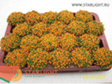 ������� ������� ������ (10) 125.00