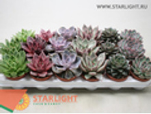 �������� (15) 195.00