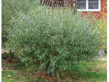 Salix (���) purpurea Nana - 2,52