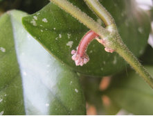 Hoya carnosa