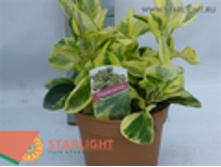 ��������� ���� ���� (25) 295.00