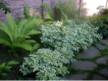 ����� ��������� 50