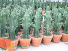 ������� (60) 1 973.00