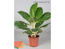 ��������� ���� �� ���� (60) 1 195.00