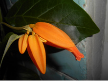 Juanolloa Mexicana.