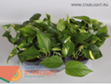 ���������� ������ (20) 195.00