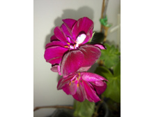 IMG 20160402 103727.jpg