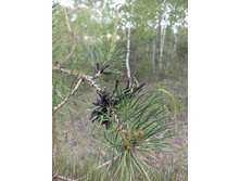 IMG 20160605 135801.jpg