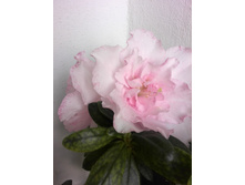 IMG 20160621 195140.jpg