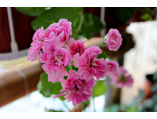 ���������������� PAC Vicky..JPG