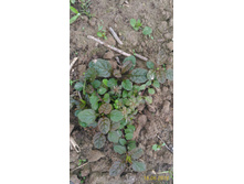 P 20160616 185152 1 p.jpg