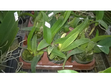 A. L.purpurata x Slc. Angel Song'La La ' (mik-June)