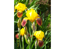 ������� ������� 50�.