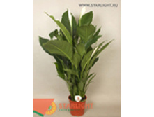 ����������� ���� ���������� (130) 1 995.00