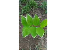 P 20160616 190906 1 p.jpg