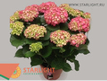 ��������� ���� ���������� (70) 4 995.00