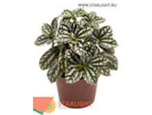 ����� ������� (15) 99.90