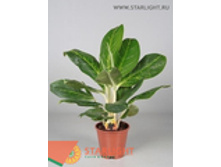 ��������� ���� �� ���� (90) 2 995.00